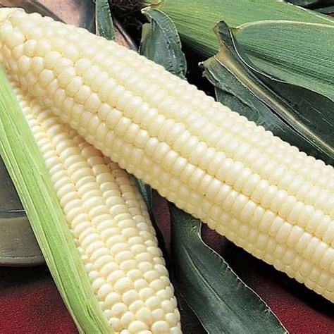 CORN from Westernview