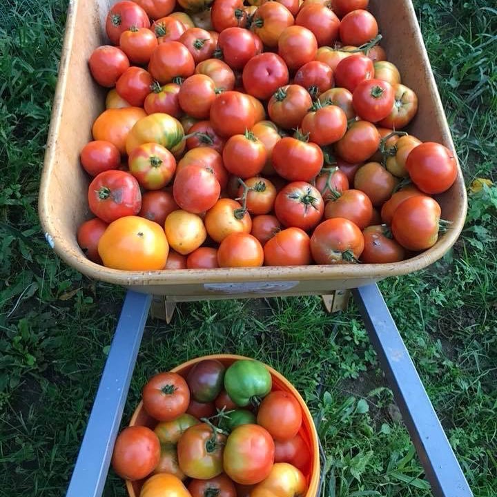 TOMATOES
