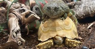 turtle