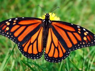 Monarch
