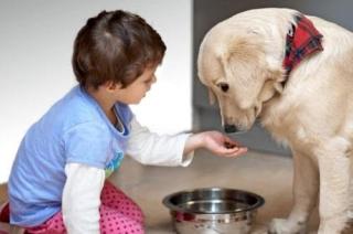 Pet care