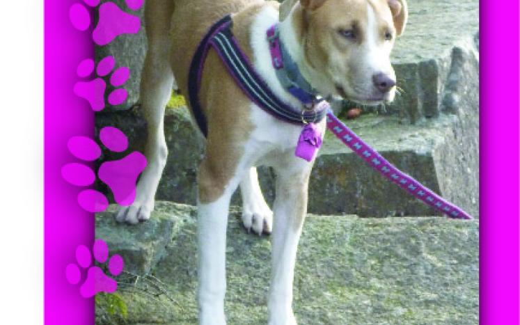 Sheena